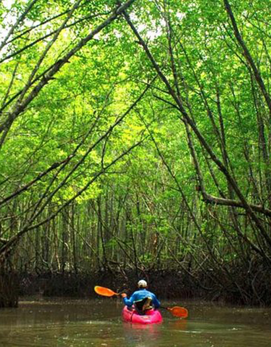Mangrove forest Tour image